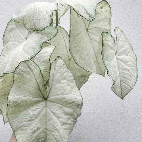 Plantes et décoration